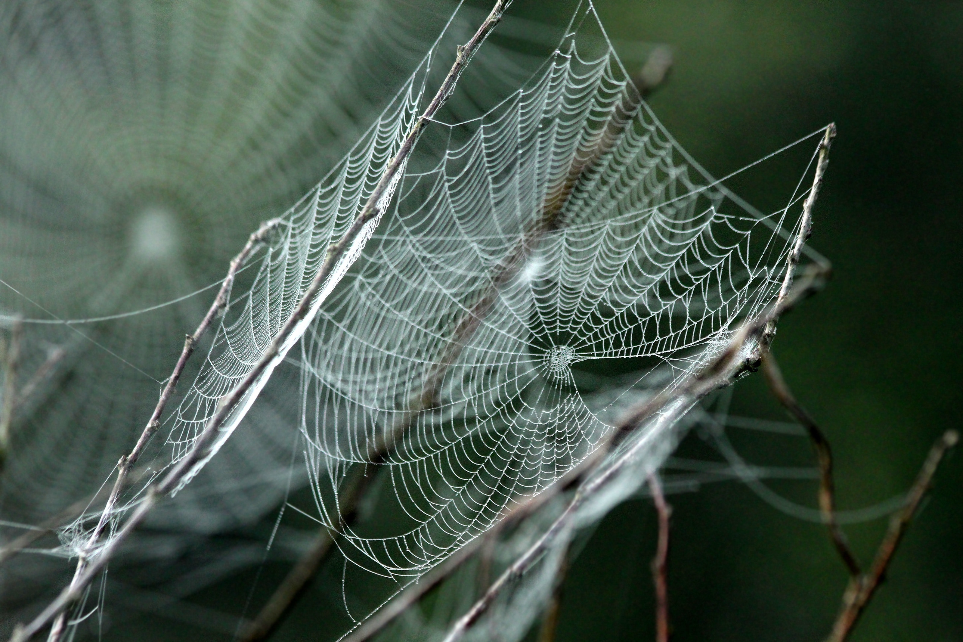 Spider Web in between branches